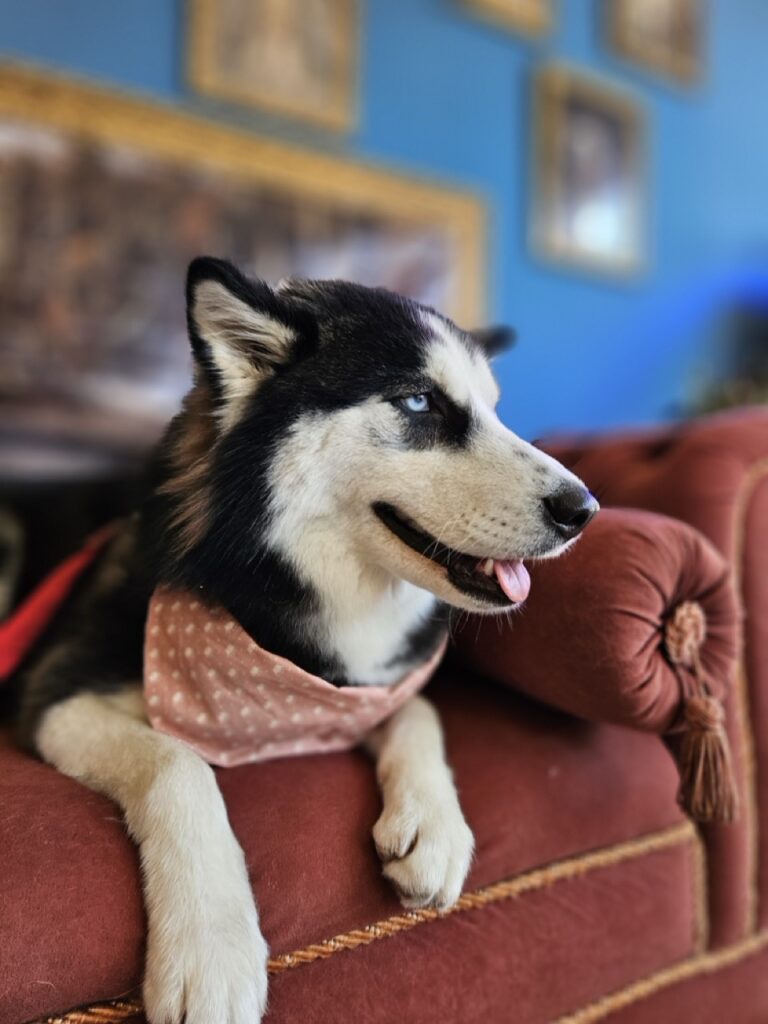 Arya na Realeza Pets, foto 6