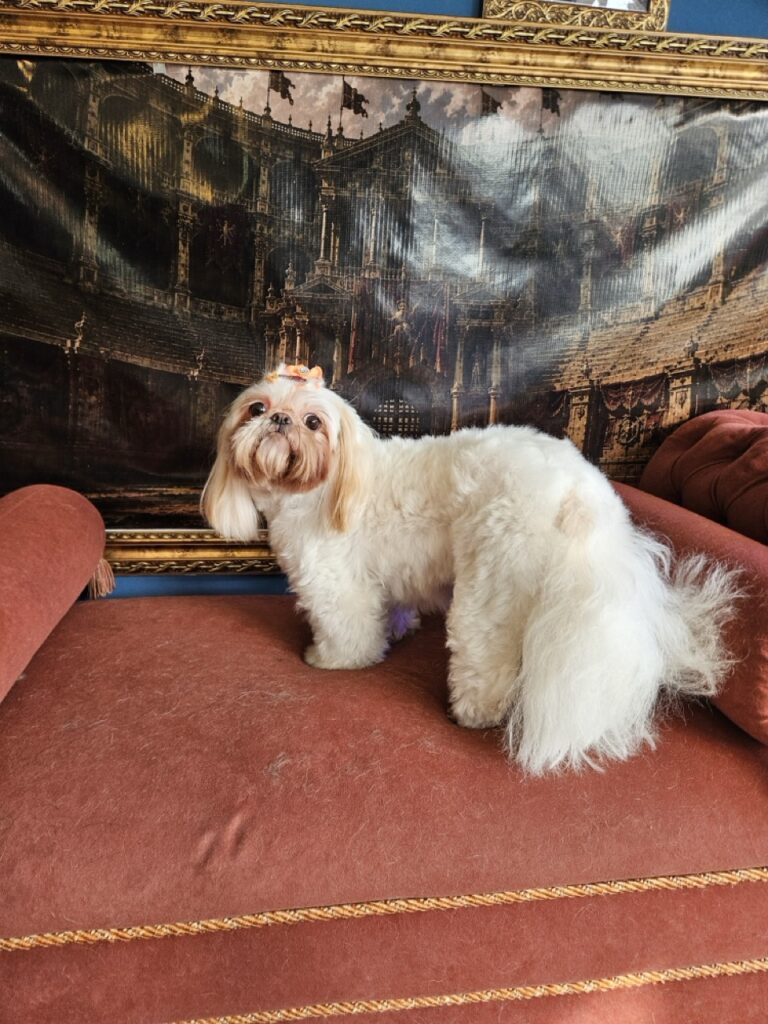 Luna Kazmierczak na Realeza Pets, foto 20
