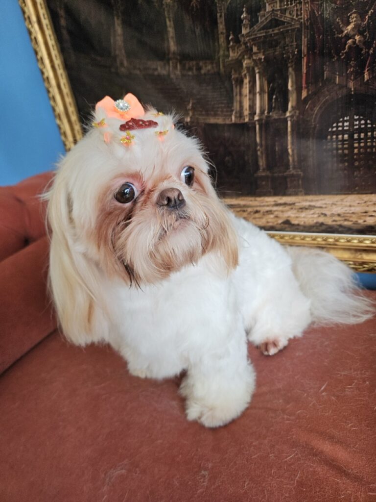 Luna Kazmierczak na Realeza Pets, foto 21