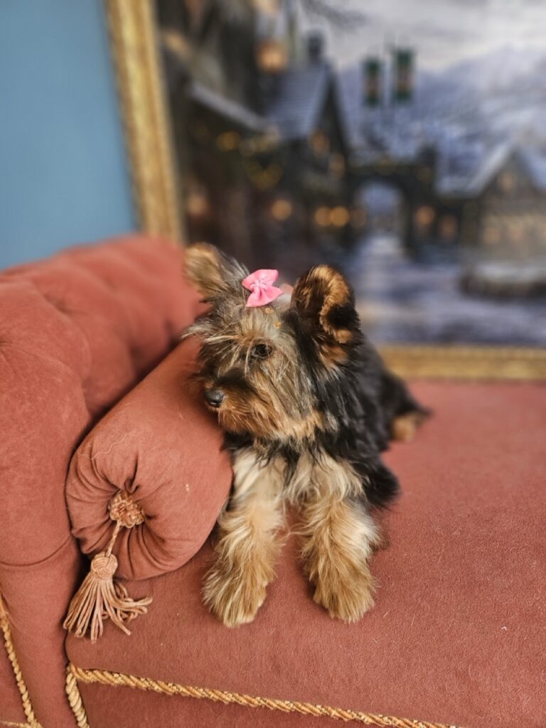 Amora na Realeza Pets, foto 7