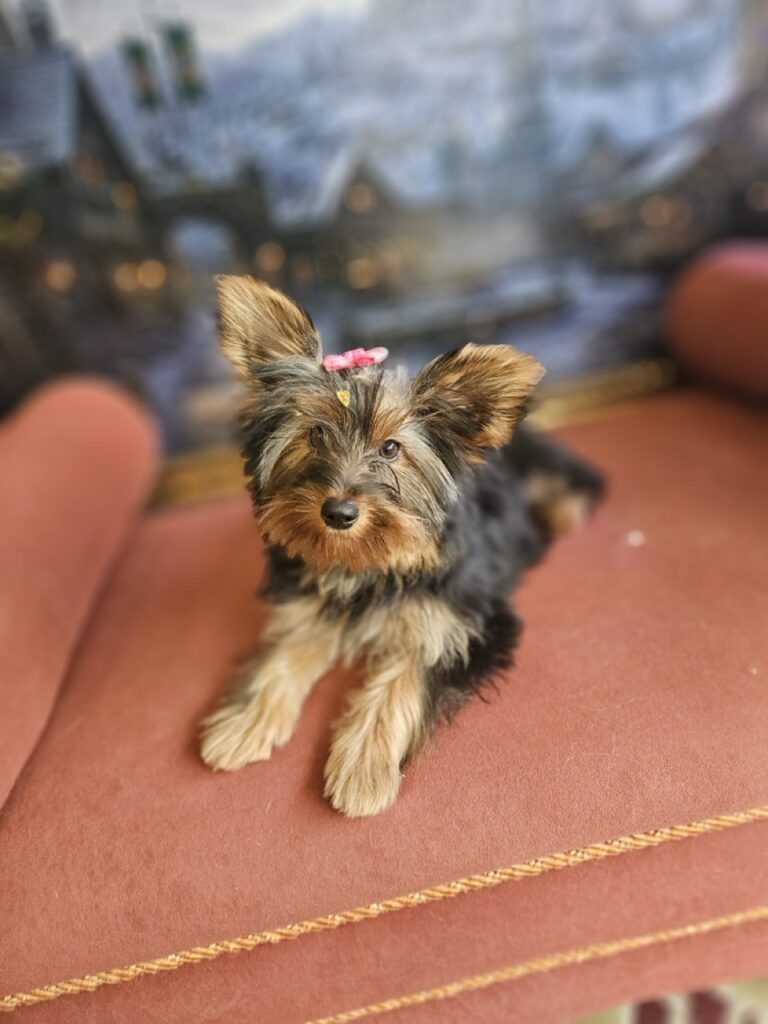 Amora na Realeza Pets, foto 8