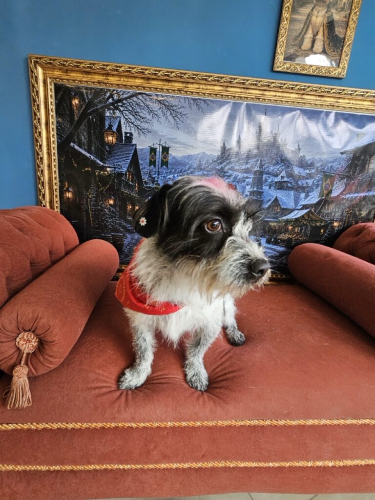 Foto de capa