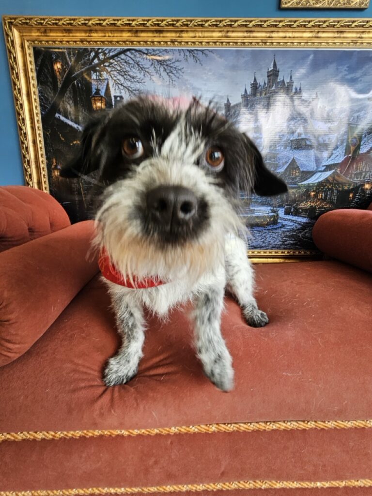 Dora, SRD atendido na Realeza Pets
