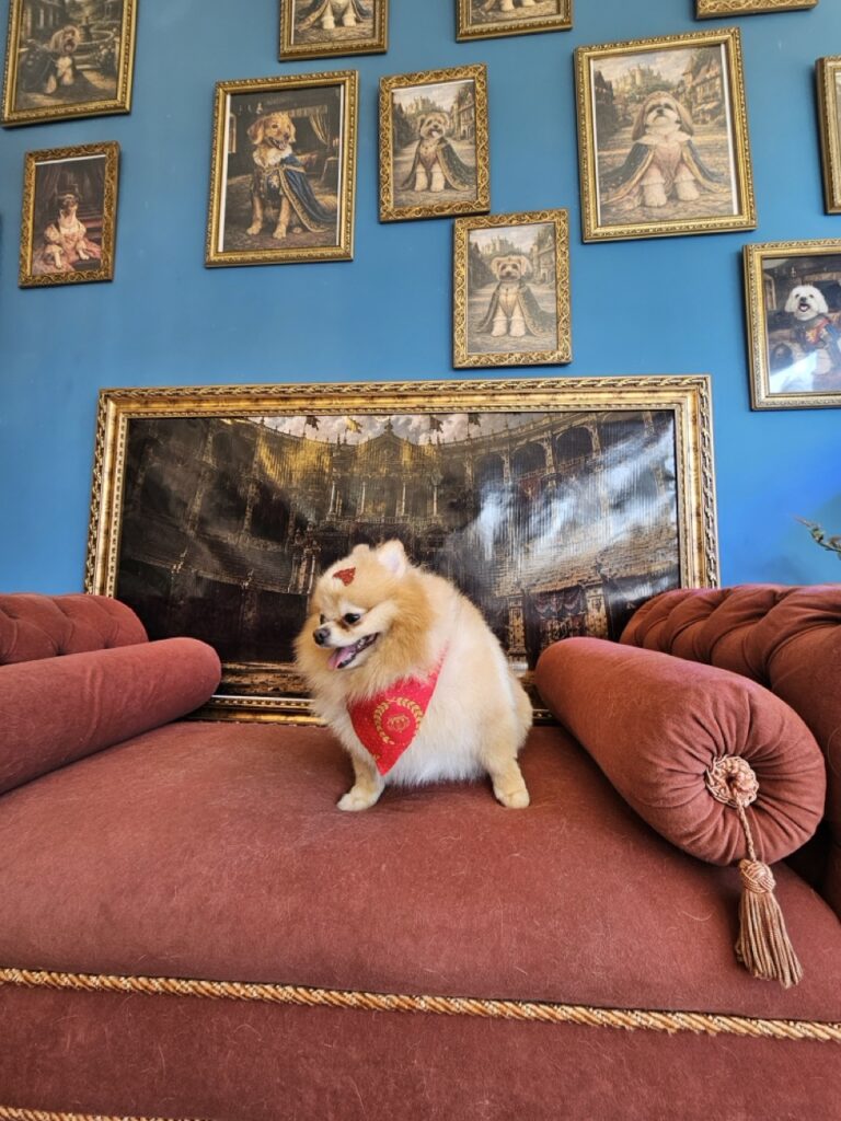Mel na Realeza Pets, foto 6