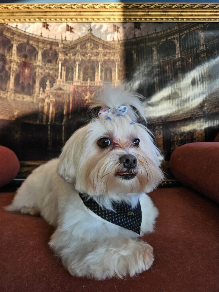 Romeu na Realeza Pets, foto 7