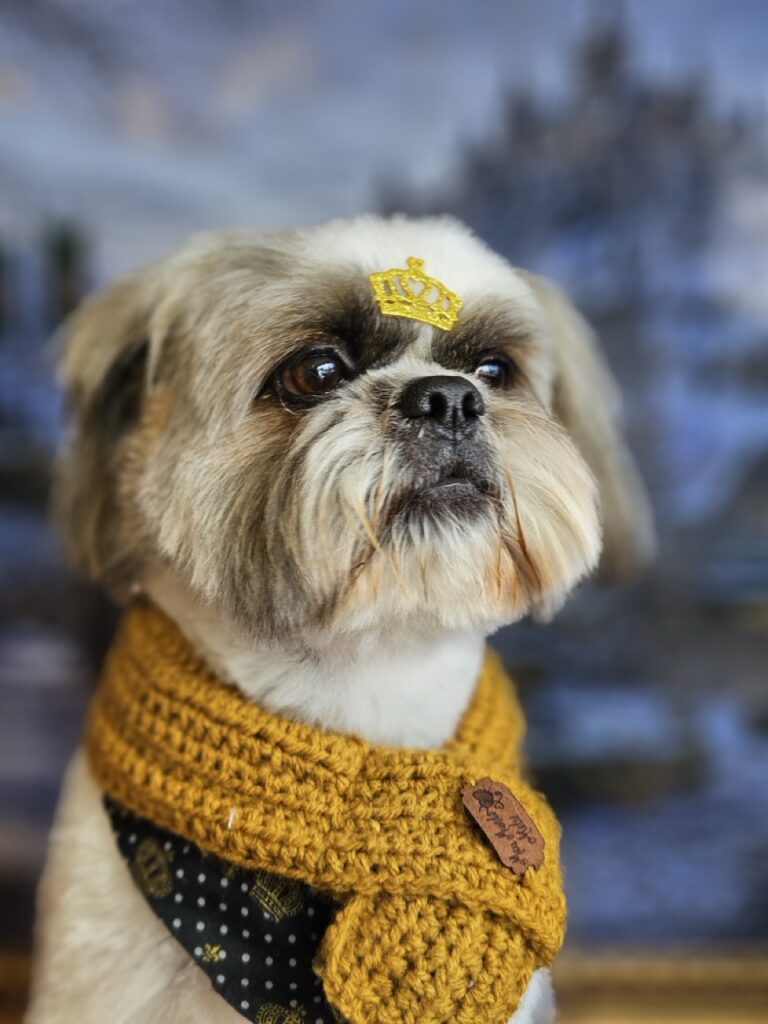 Marley, Shih Tzu atendido na Realeza Pets