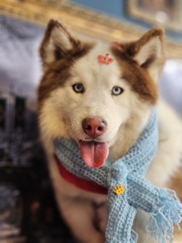 Maya, Husky Siberiano atendido na Realeza Pets