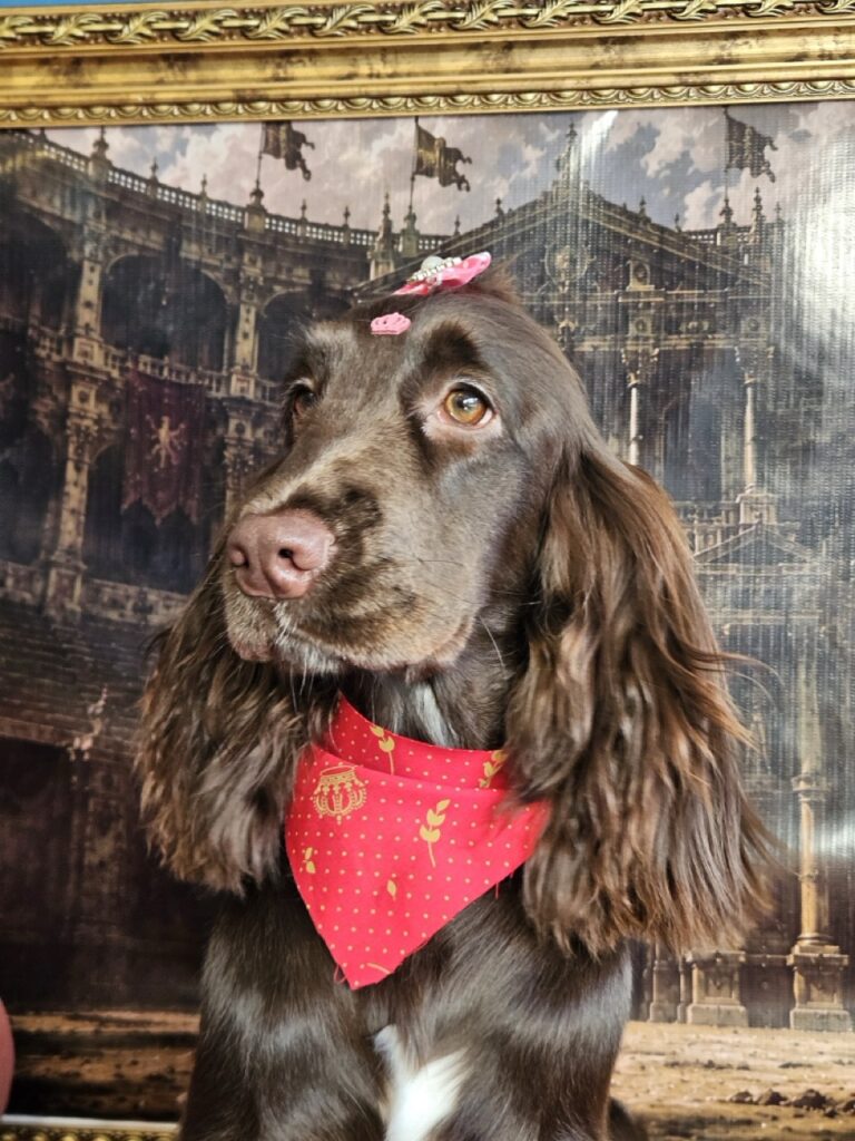 Kahli na Realeza Pets, foto 10