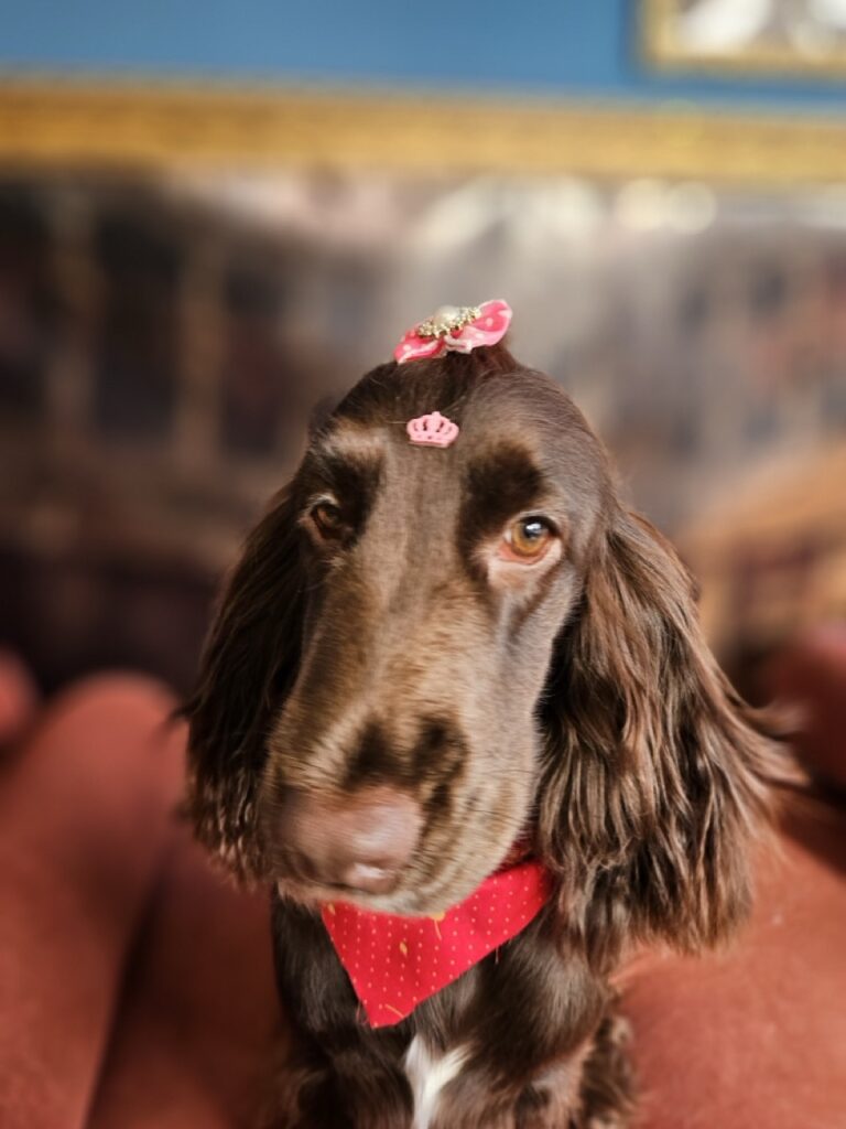 Kahli na Realeza Pets, foto 11