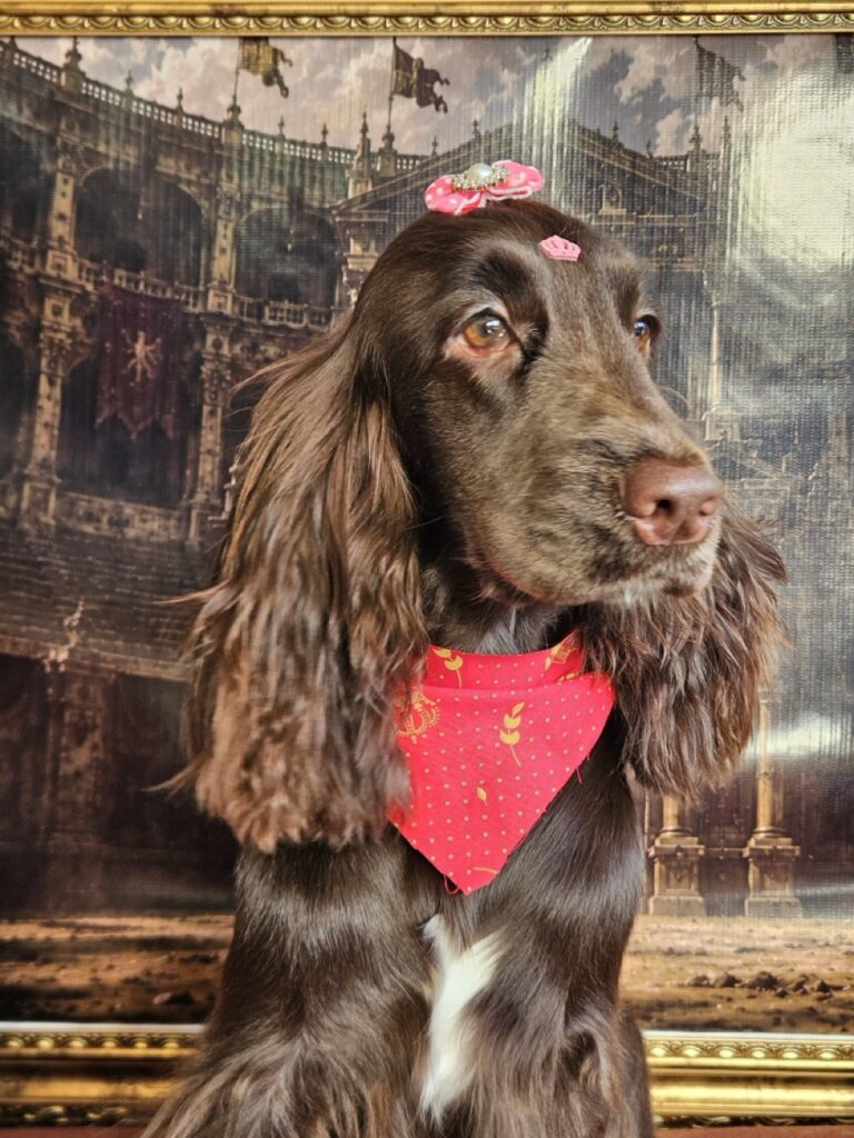 Kahli na Realeza Pets, foto 12