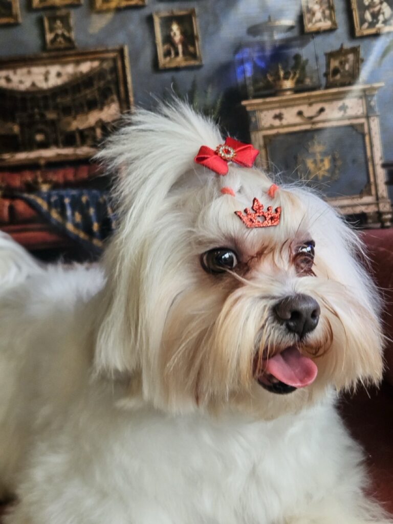 Romeu na Realeza Pets, foto 10