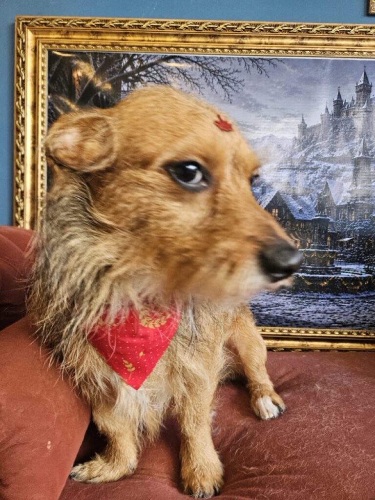 Tobby na Realeza Pets, foto 5