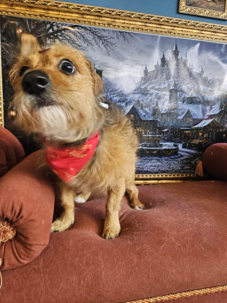 Tobby na Realeza Pets, foto 6