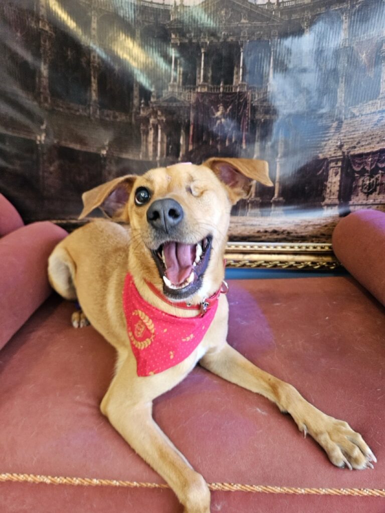 Pipa na Realeza Pets, foto 17
