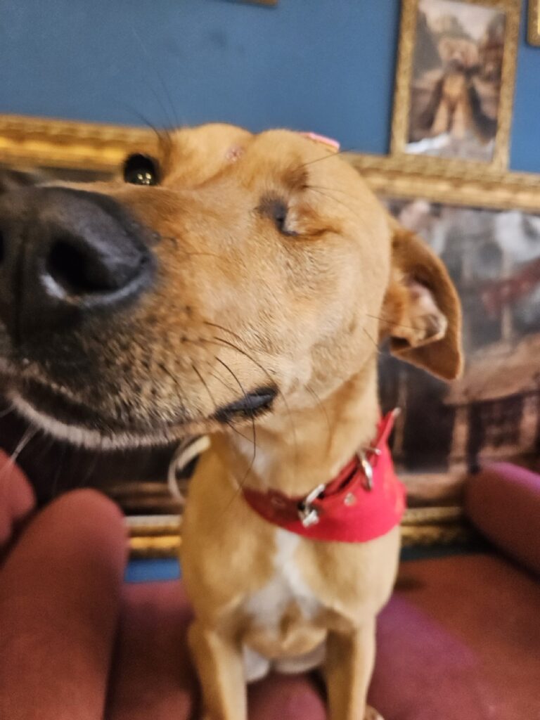 Pipa na Realeza Pets, foto 16