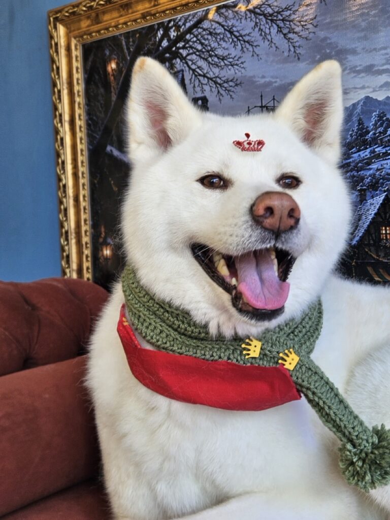 Mel, Akita atendido na Realeza Pets