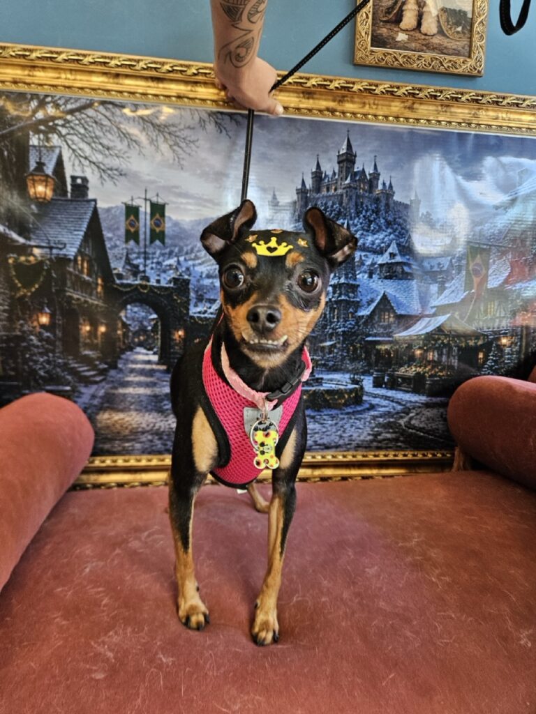 Sindy, Pinscher atendido na Realeza Pets