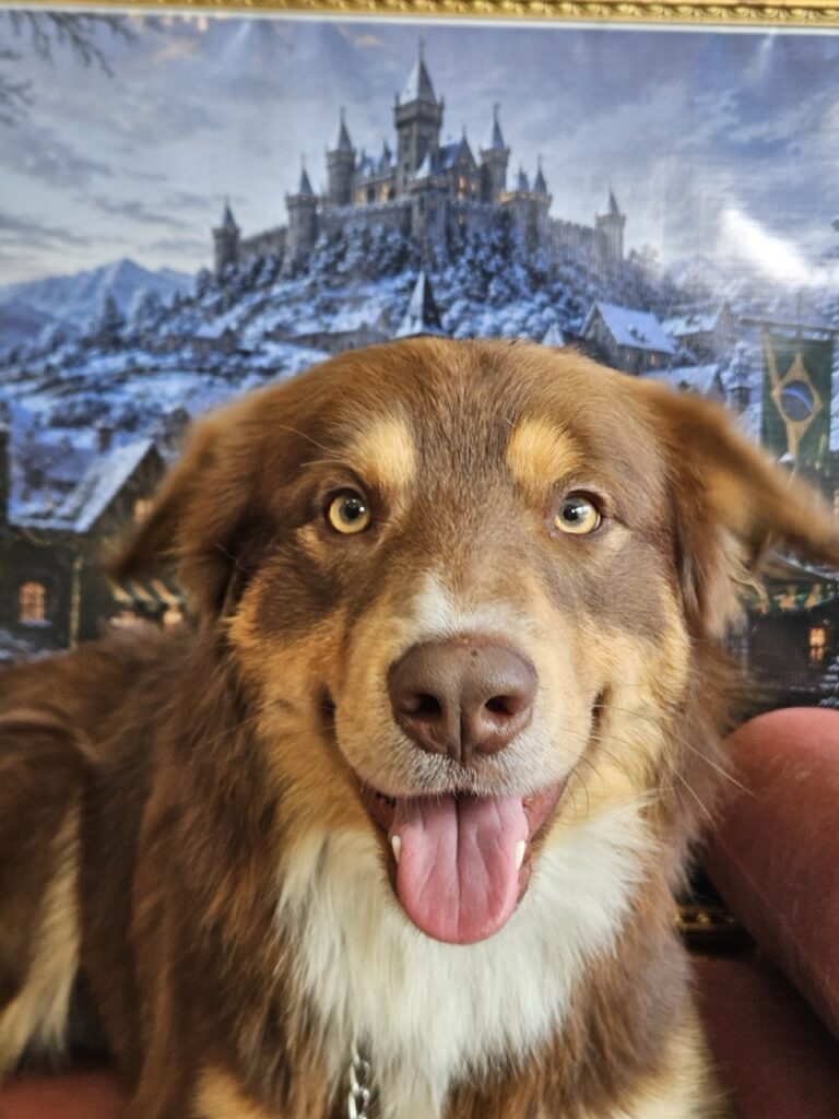 Noah, Border Collie atendido na Realeza Pets