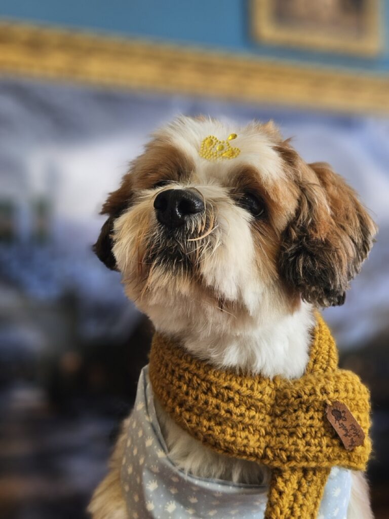 John, Lhasa atendido na Realeza Pets