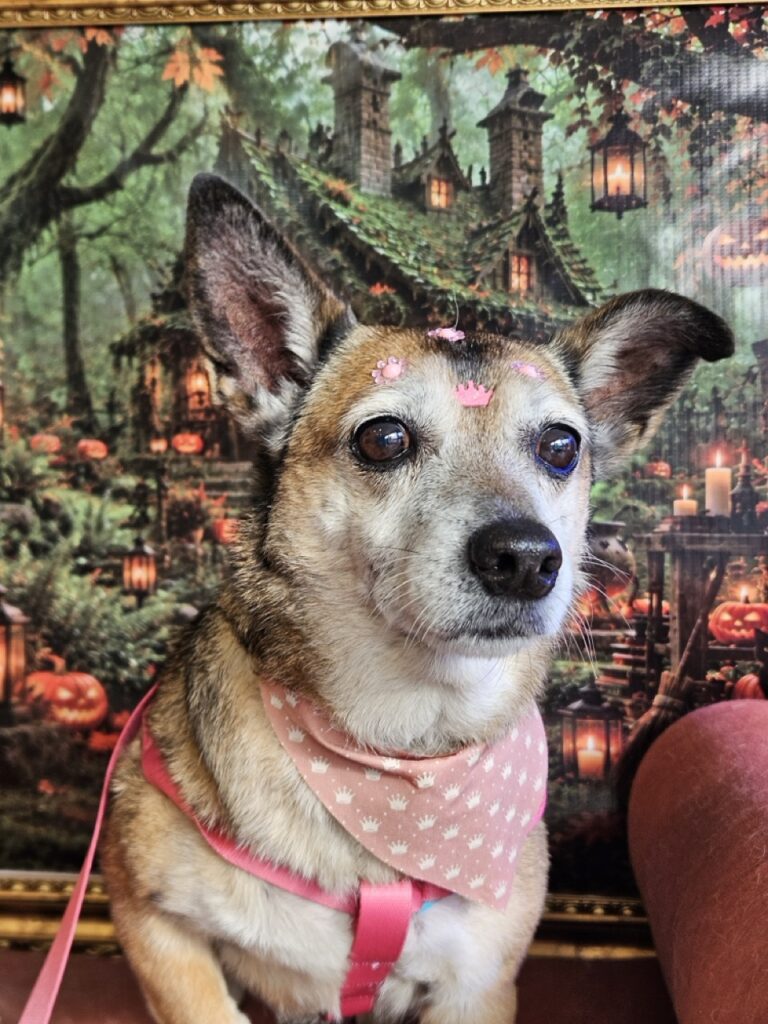 Rosie, SRD atendido na Realeza Pets
