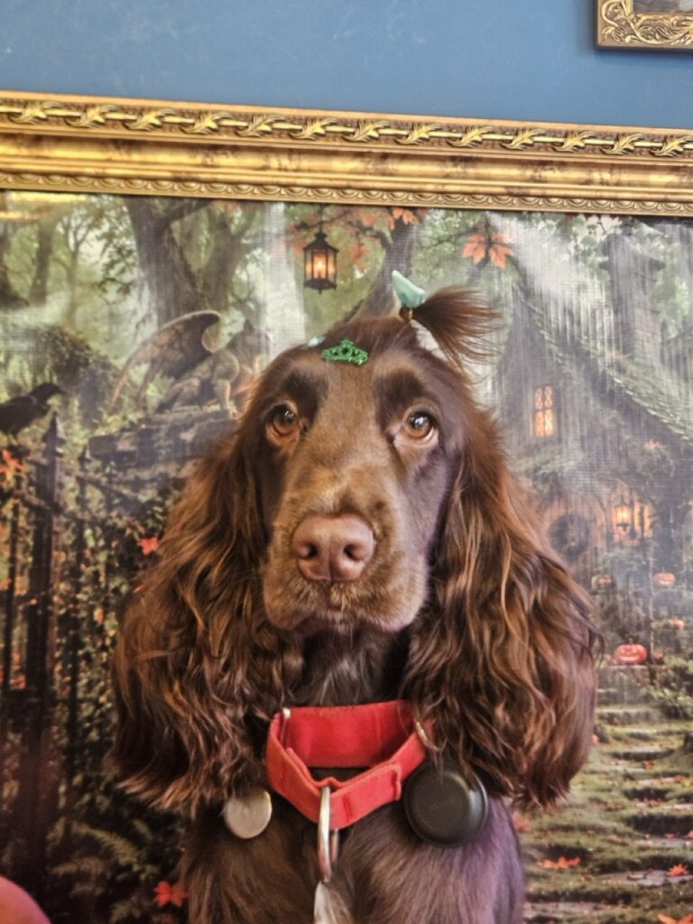 Kahli na Realeza Pets, foto 31