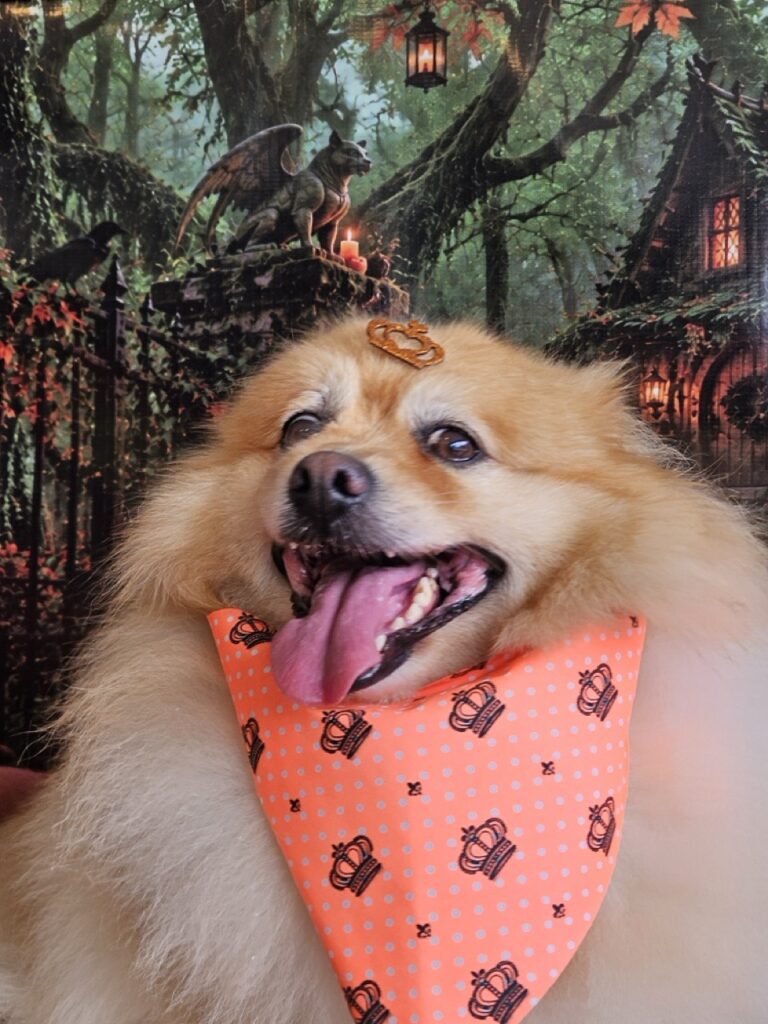 Hades, Spitz atendido na Realeza Pets
