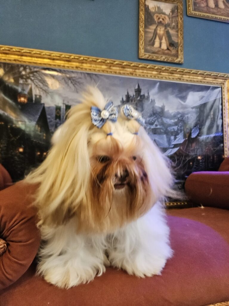 Kiara na Realeza Pets, foto 5