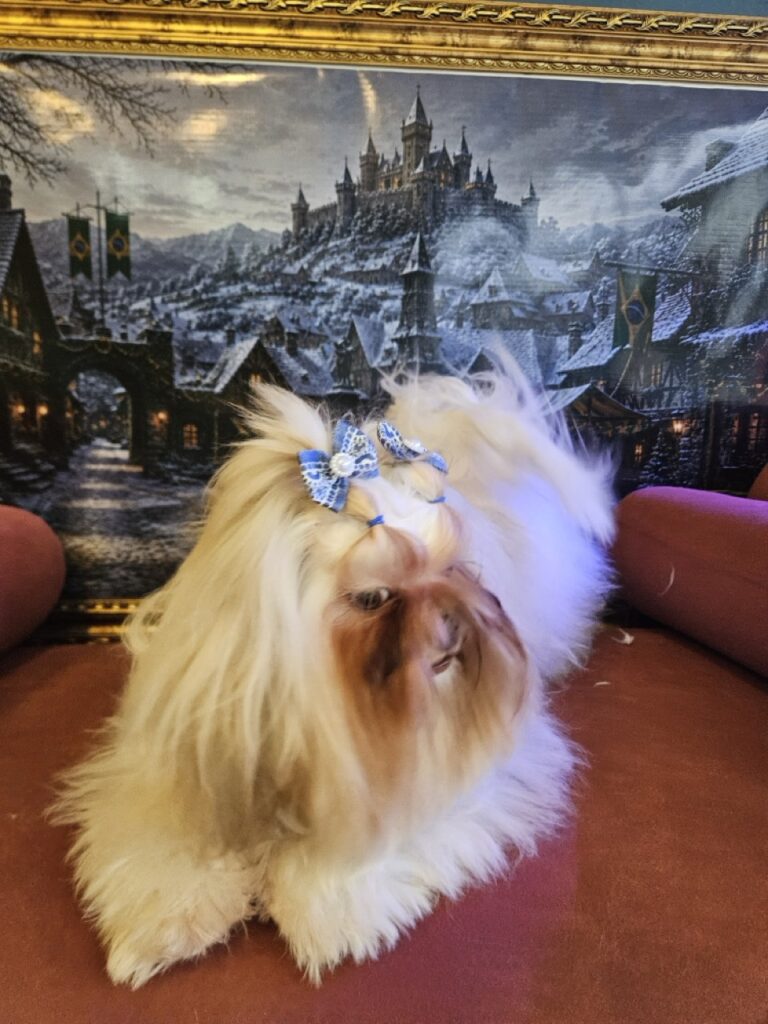 Kiara na Realeza Pets, foto 6