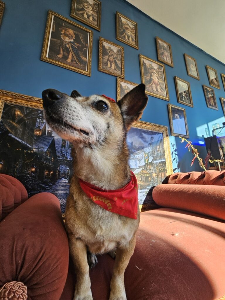 Rosie na Realeza Pets, foto 6