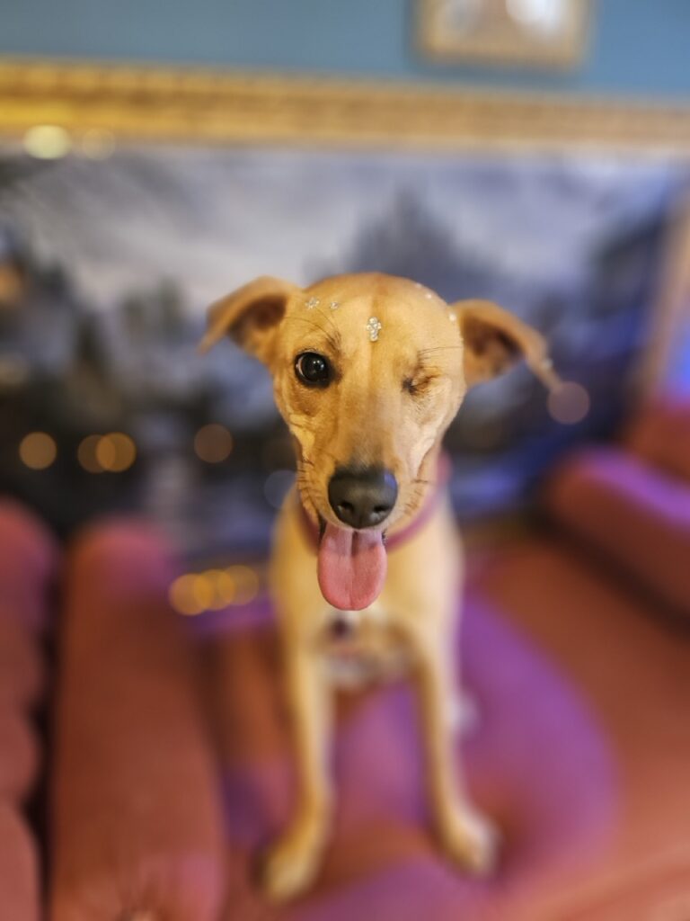 Pipa na Realeza Pets, foto 7