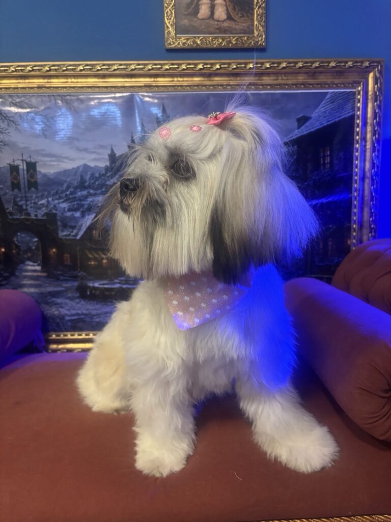 Amora na Realeza Pets, foto 7