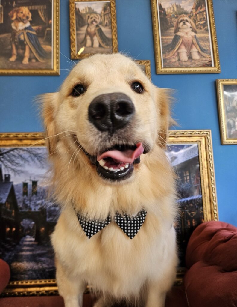Theo, Golden Retriever atendido na Realeza Pets