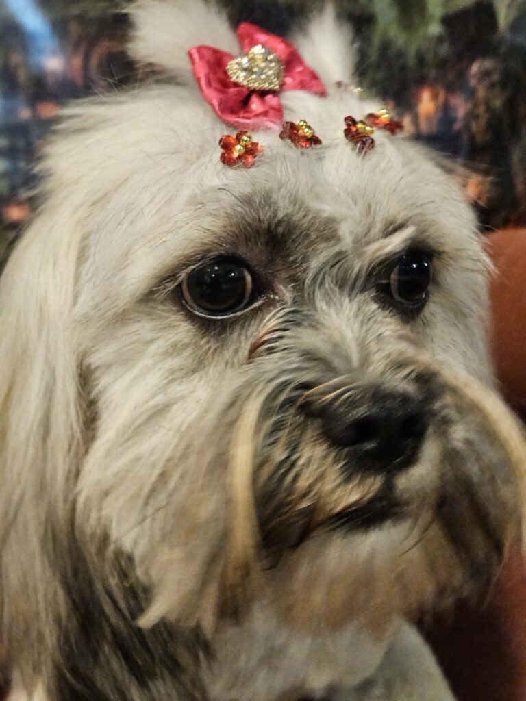 Amora, Shih Tzu atendido na Realeza Pets