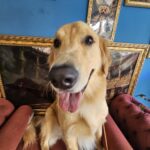 Simon