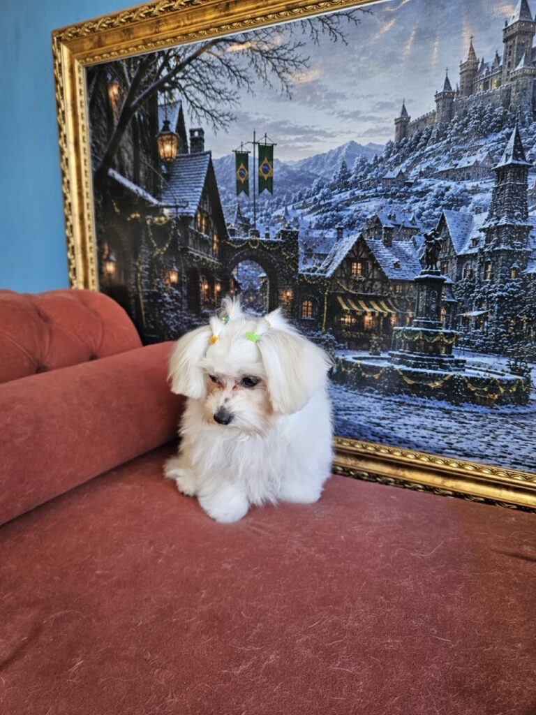 Foto de capa