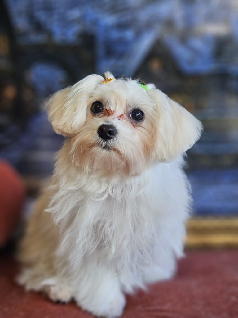 Foto de capa