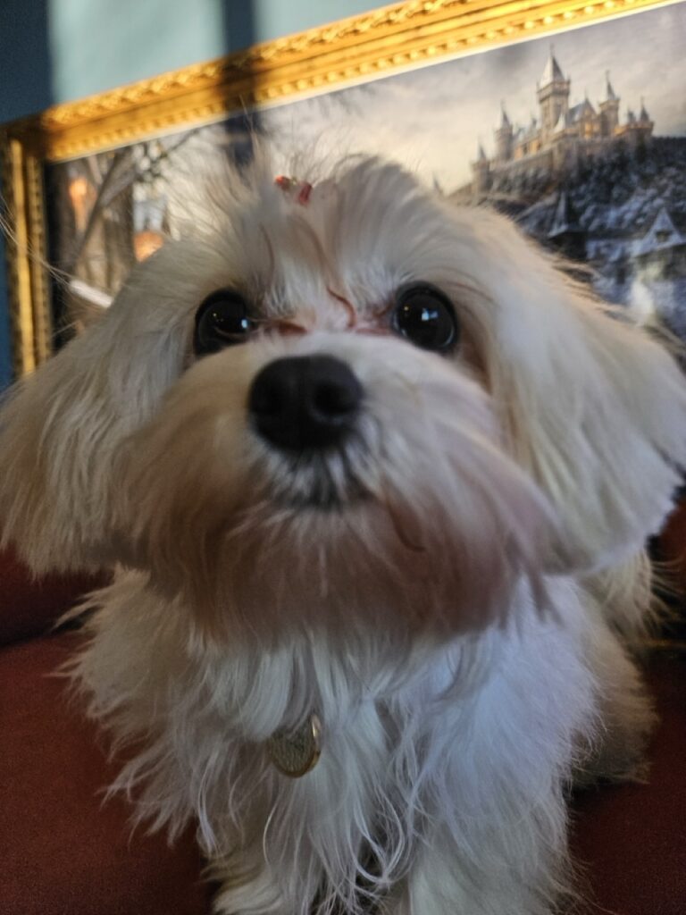 Sophie na Realeza Pets, foto 5