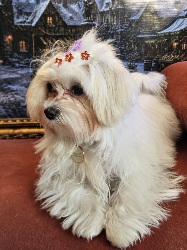 Sophie, Maltês atendido na Realeza Pets