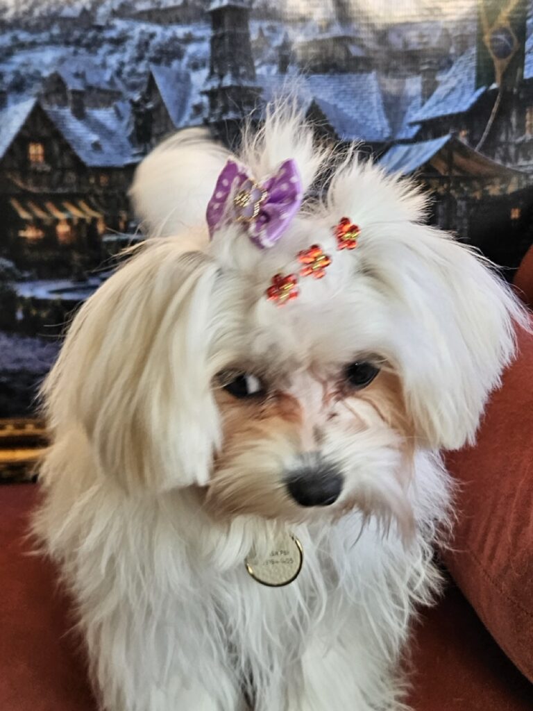 Sophie na Realeza Pets, foto 7