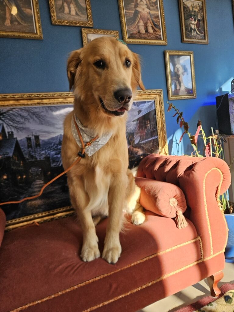 Simon na Realeza Pets, foto 10