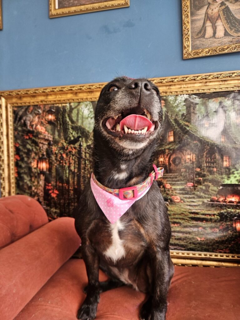 Aretha na Realeza Pets, foto 11