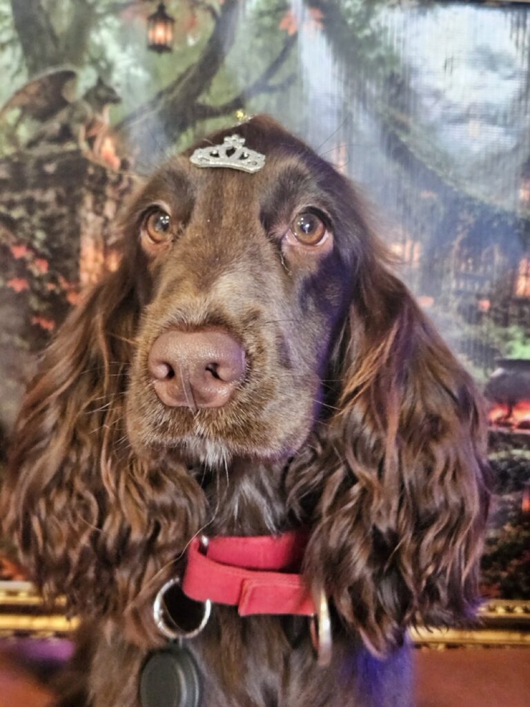 Kahli, Cocker atendido na Realeza Pets