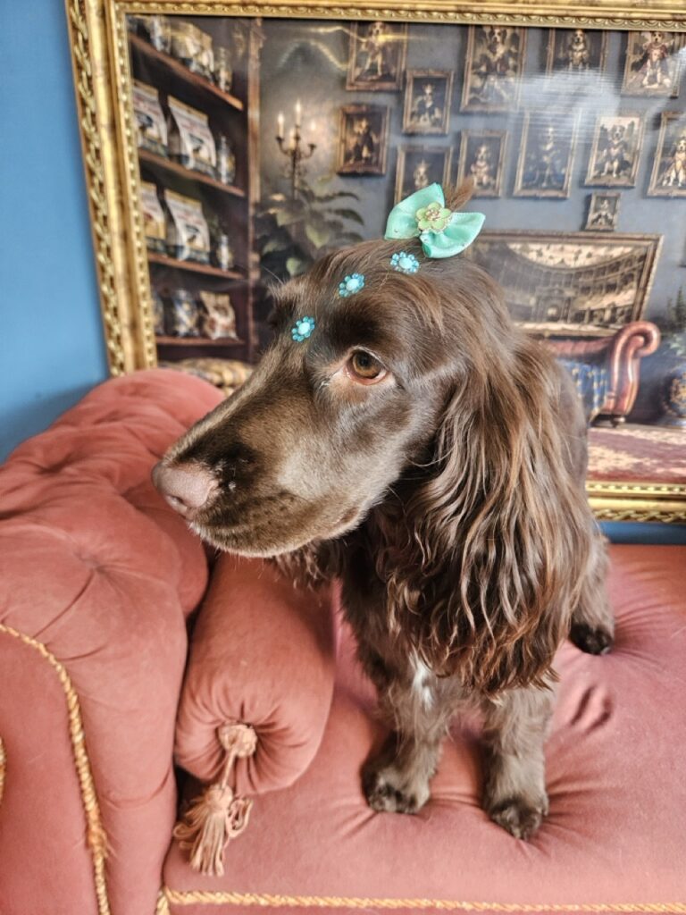 Kahli na Realeza Pets, foto 26