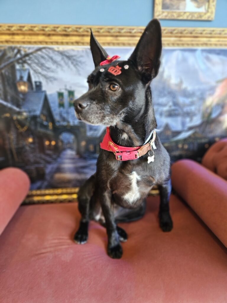 Aretha na Realeza Pets, foto 6