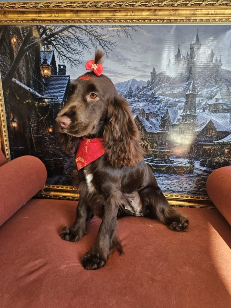 Kahli na Realeza Pets, foto 8