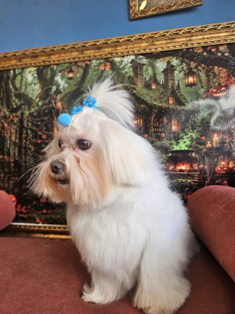 Romeu na Realeza Pets, foto 18