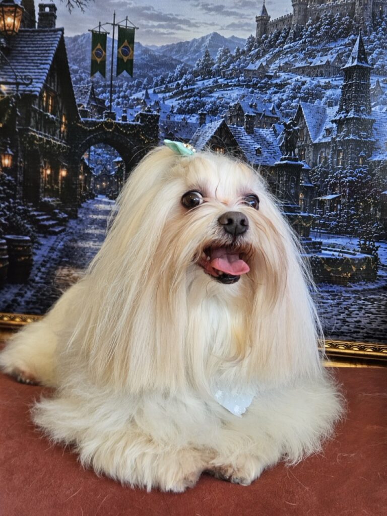 Romeu na Realeza Pets, foto 5