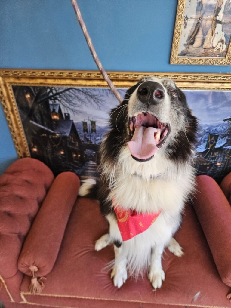 Thor, Border Collie atendido na Realeza Pets