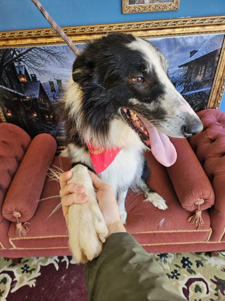 Foto de capa