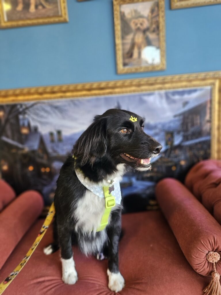Theodoro Rafael, SRD atendido na Realeza Pets